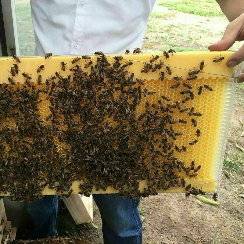 Neweast 7Pcs Flow Bee Comb Hive Frames For Wooden Beekeeping Beehive House - Image 4