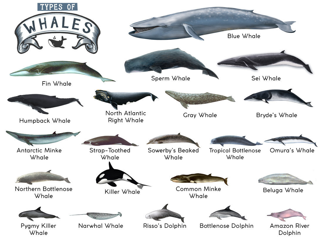 TYPES OF WHALES A4 Matte Laminated Poster Print Fish - 210mm x 297mm - Image 2
