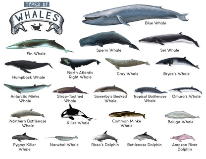 TYPES OF WHALES A4 Matte Laminated Poster Print Fish - 210mm x 297mm - Image 2