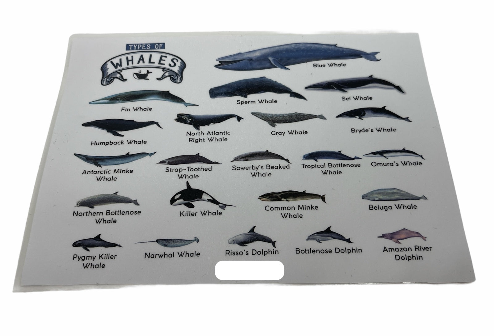 TYPES OF WHALES A4 Matte Laminated Poster Print Fish - 210mm x 297mm - Image 3