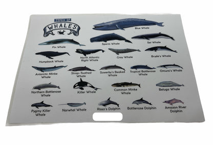 TYPES OF WHALES A4 Matte Laminated Poster Print Fish - 210mm x 297mm - Image 3