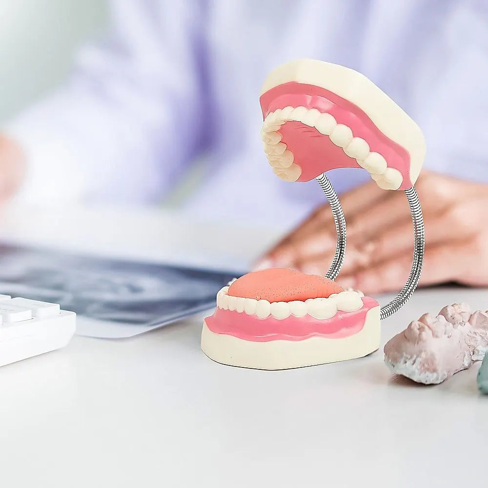 Dental Tooth Brushing Model Teeth Care - Image 2