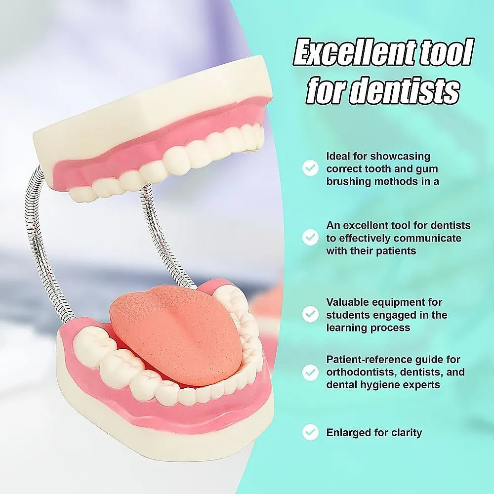 Dental Tooth Brushing Model Teeth Care - Image 3