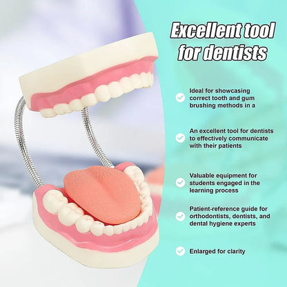Dental Tooth Brushing Model Teeth Care - Image 3