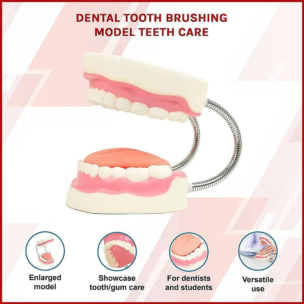 Dental Tooth Brushing Model Teeth Care - Image 4