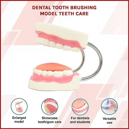 Dental Tooth Brushing Model Teeth Care - Image 4