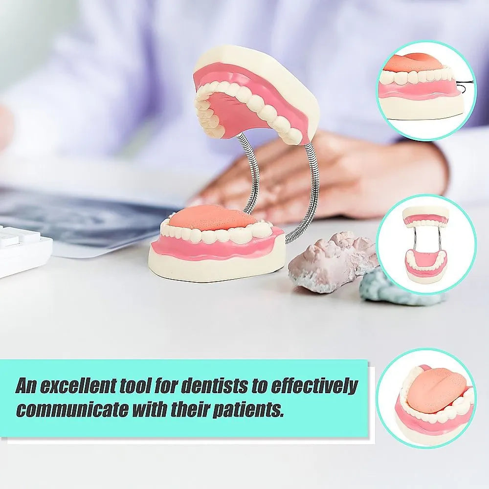 Dental Tooth Brushing Model Teeth Care - Image 5