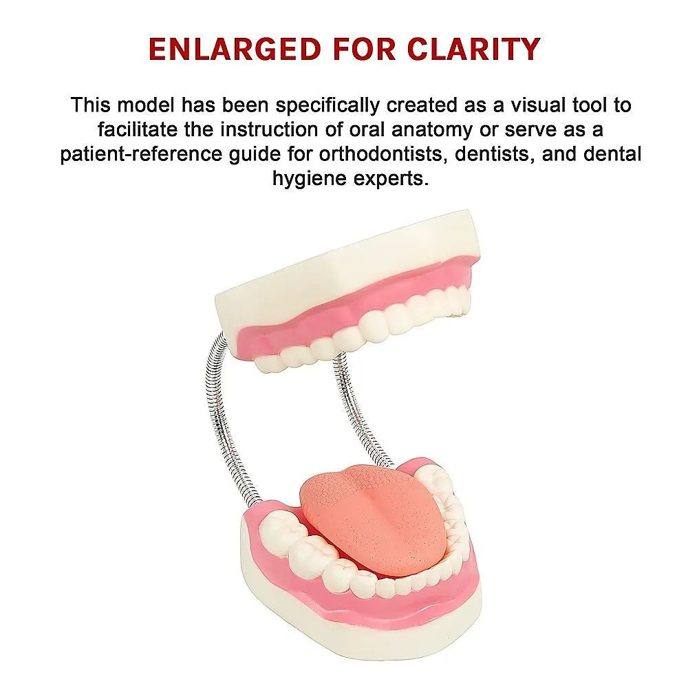 Dental Tooth Brushing Model Teeth Care - Image 6
