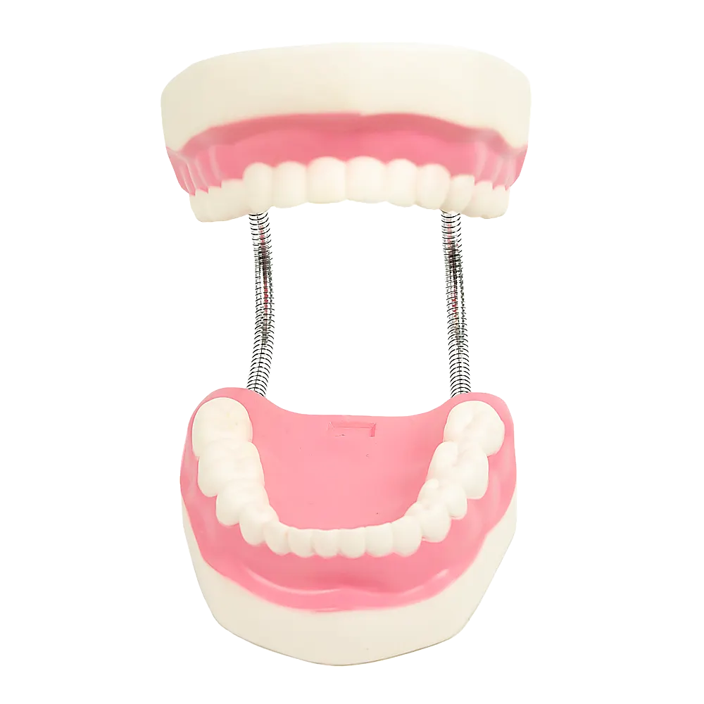 Dental Tooth Brushing Model Teeth Care - Image 7