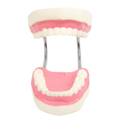 Dental Tooth Brushing Model Teeth Care - Image 7