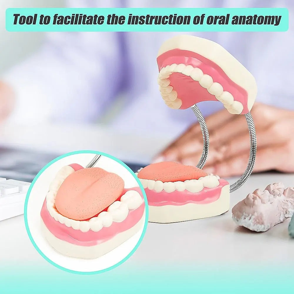 Dental Tooth Brushing Model Teeth Care - Image 8