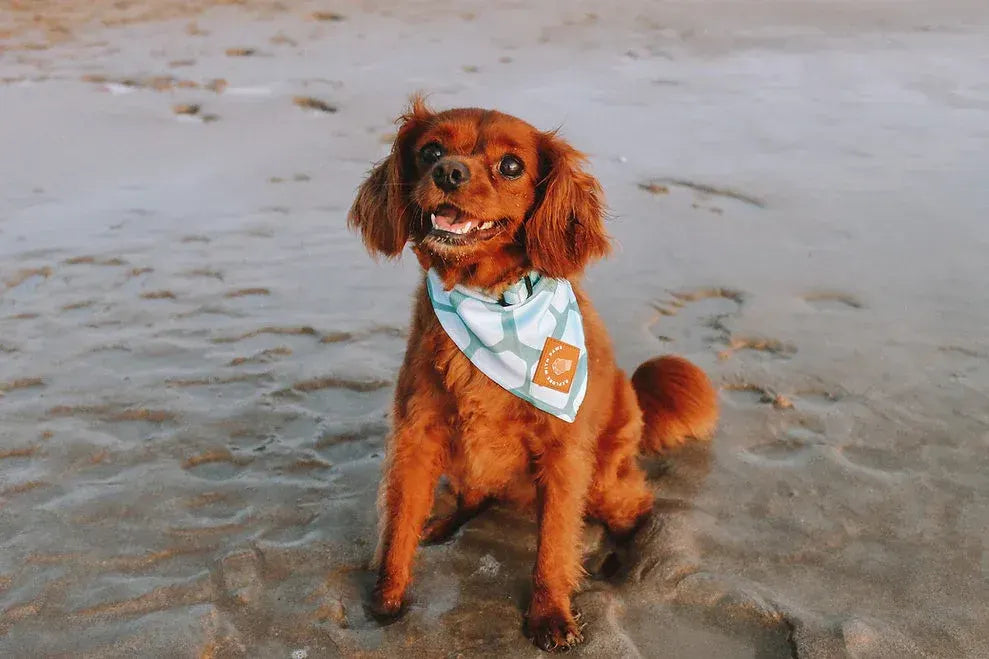 Designer Dog Bandana's