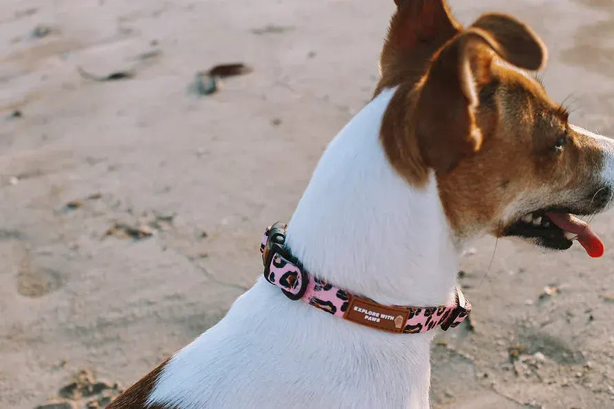 Designer Dog Collars  - Image 2