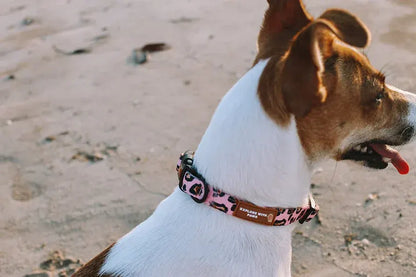 Designer Dog Collars  - Image 2