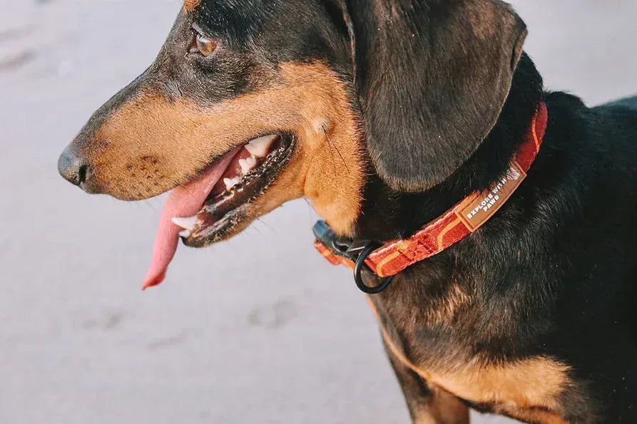 Designer Dog Collars  - Image 2