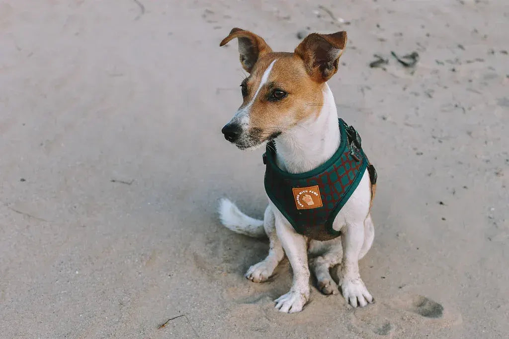 Designer Dog Harness  - Image 3