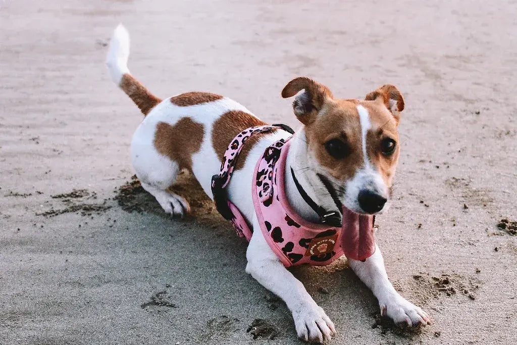 Designer Dog Harness  - Image 3