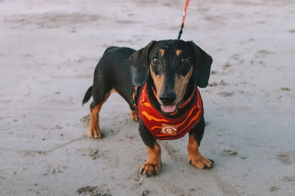 Designer Dog Harness  - Image 3