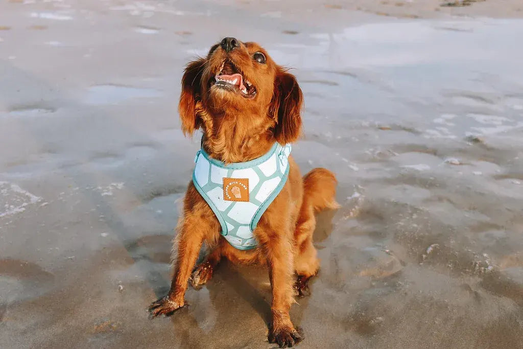 Designer Dog Harness  - Image 4