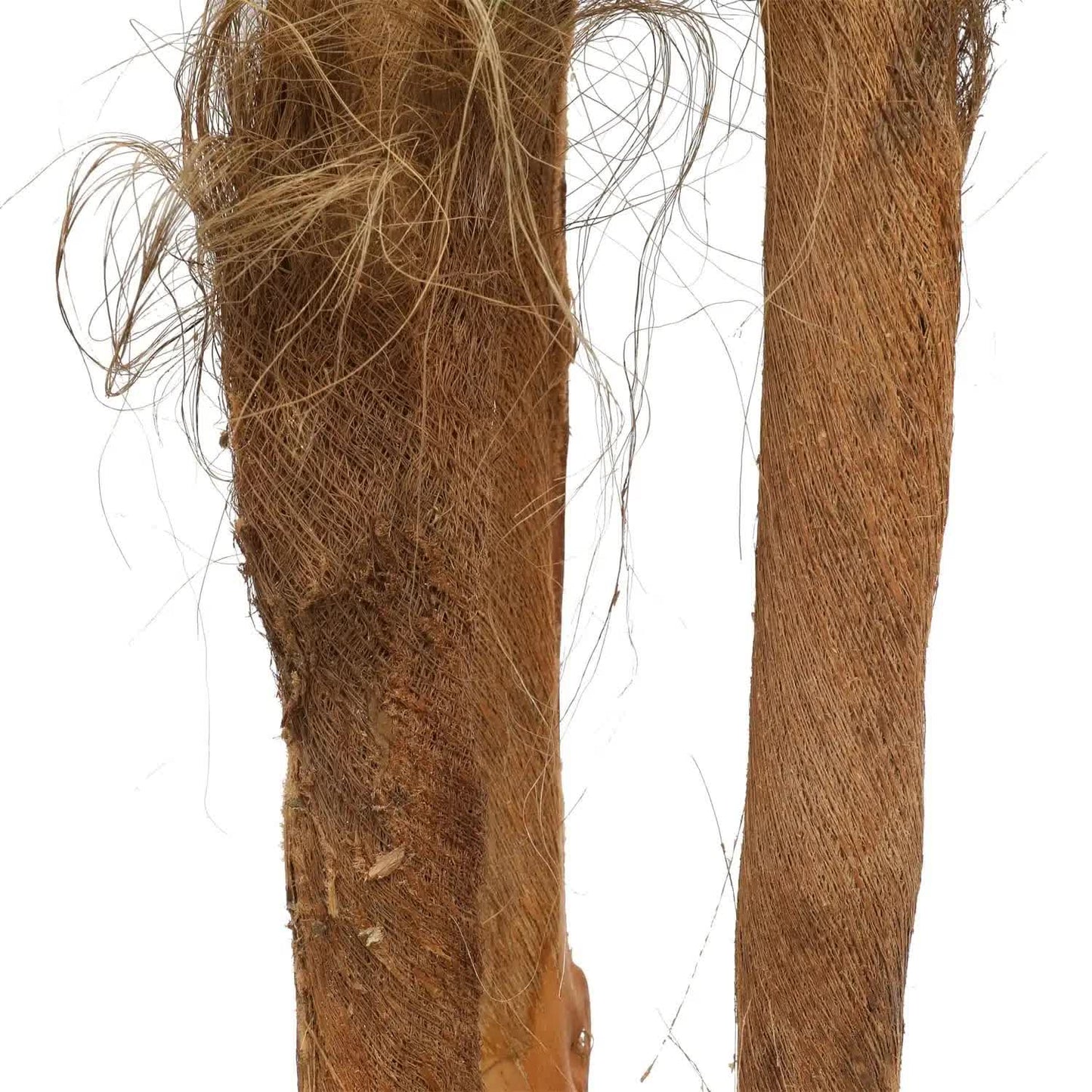 Large Tropical Palm Tree (Amazingly Real) 300cm - Image 4