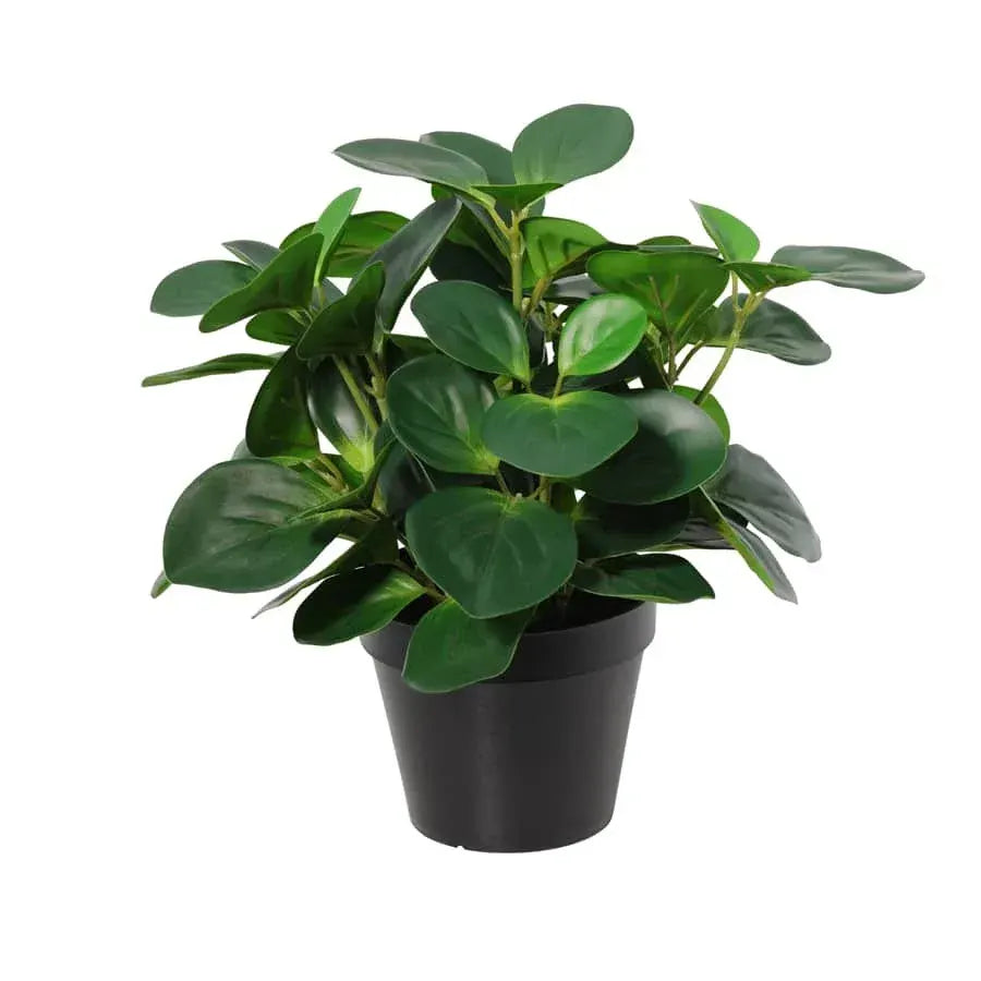 Potted Artificial Peperomia 34cm - Image 6