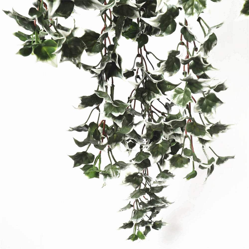 Mixed Green and White Tipped Ivy Bush 80cm UV Resistant - Image 3