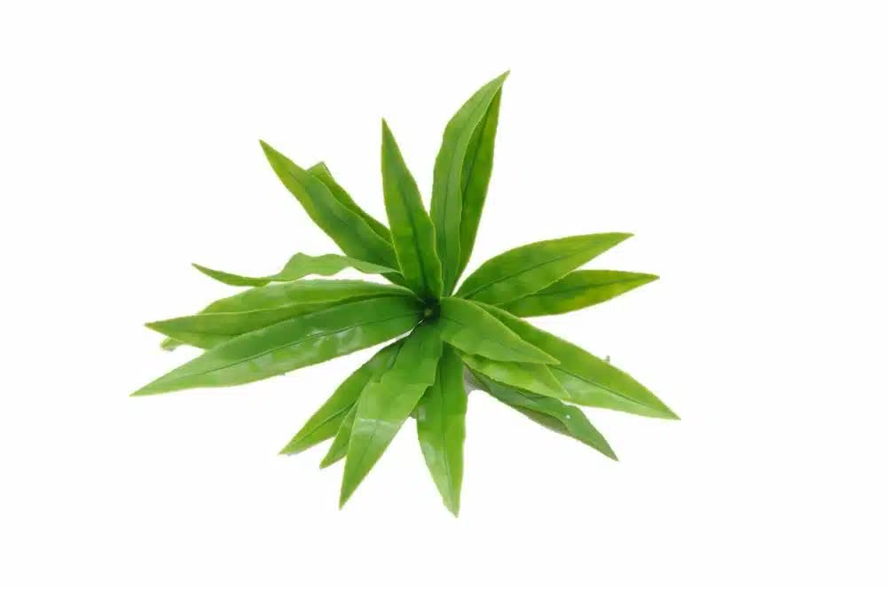 Aloe Vera Stem UV Resistant 20cm - Image 3