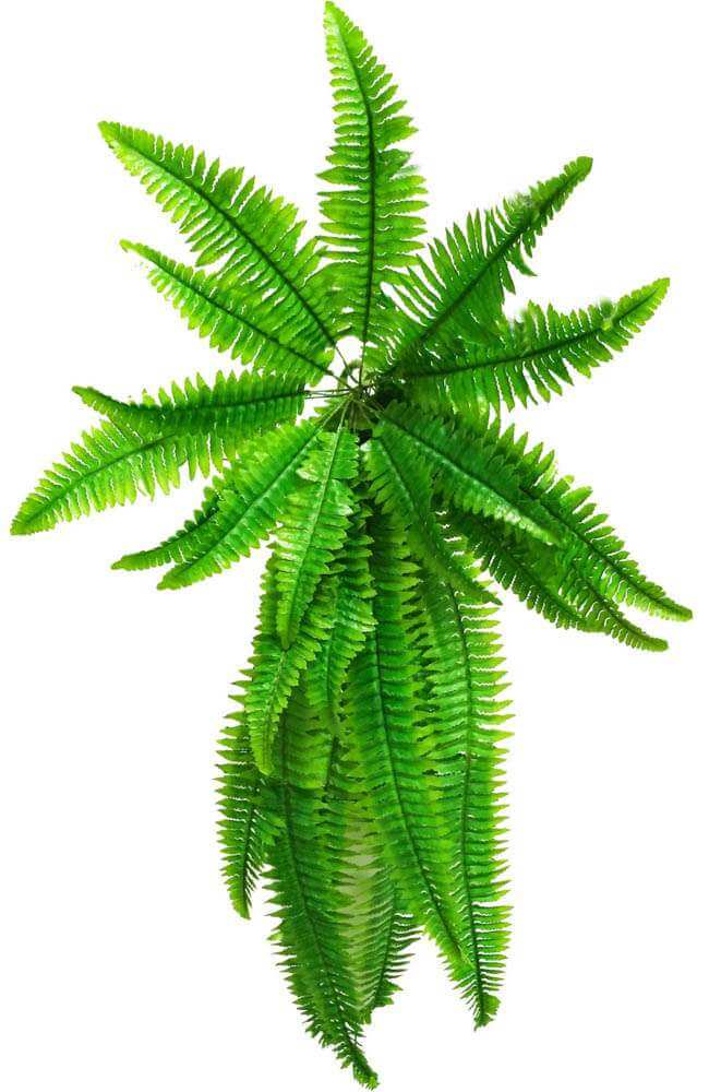 Artificial Boston Hanging Fern 102cm - Image 3