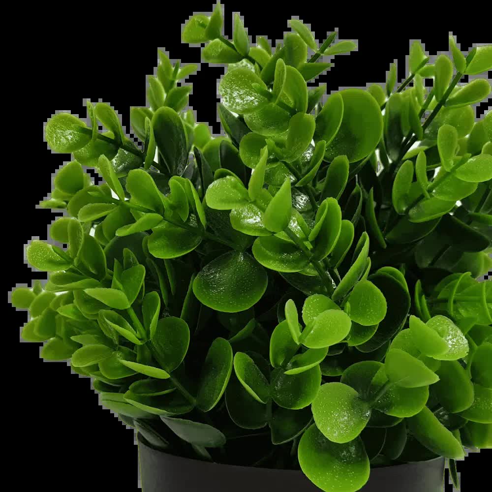 Small Potted Artificial Peperomia Plant UV Resistant 20cm - Image 3