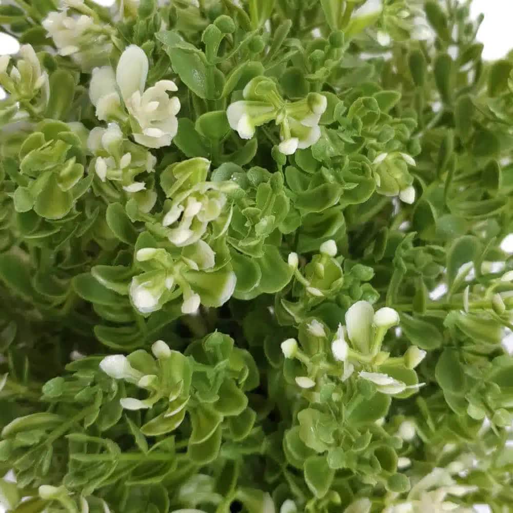 Small Potted Artificial White Jade Plant UV Resistant 20cm - Image 3
