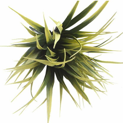 Yellow Tipped Grass Stem UV Resistant 35cm - Image 4