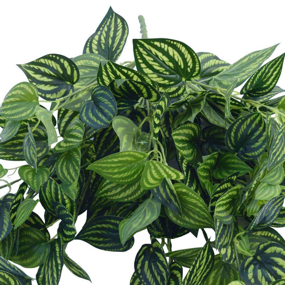 Bright Mixed Philodendron Garland Bush 100cm - Image 4