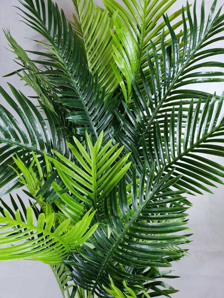 Multi Trunk Hawaii Palm 180cm - Image 3
