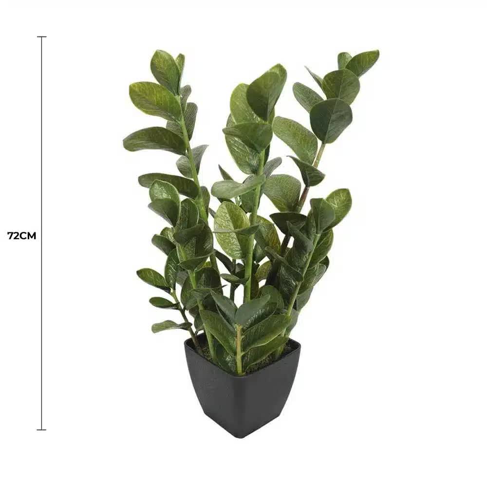 72cm Potted Multi Stem Zanzibar - Image 2