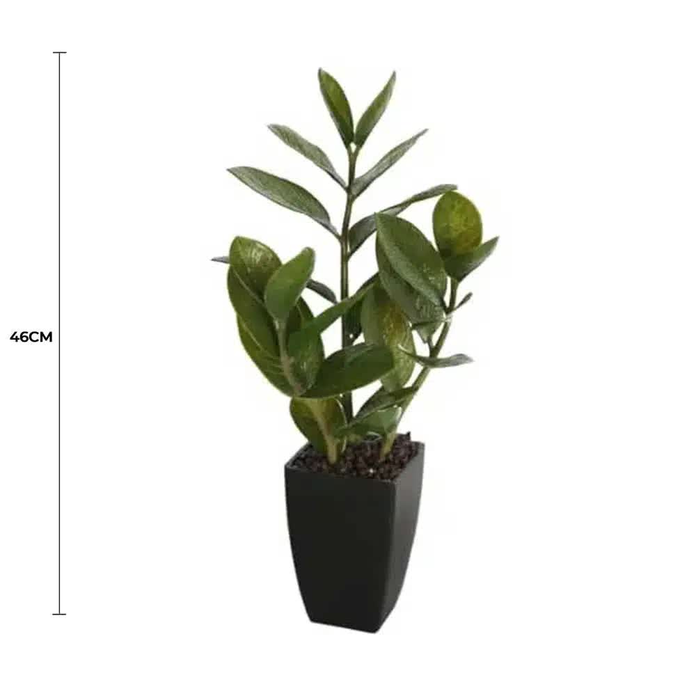 Potted Zanzibar 46cm - Image 2