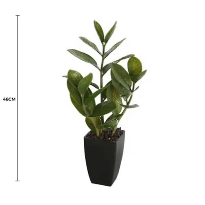 Potted Zanzibar 46cm - Image 2