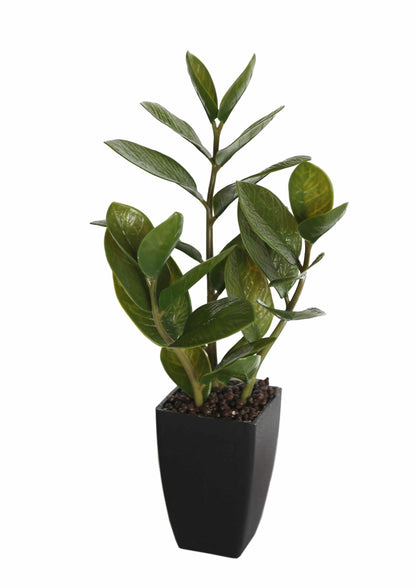 Potted Zanzibar 46cm - Image 3