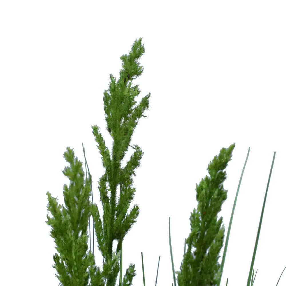 Flowering Native Grass 120cm - Image 4