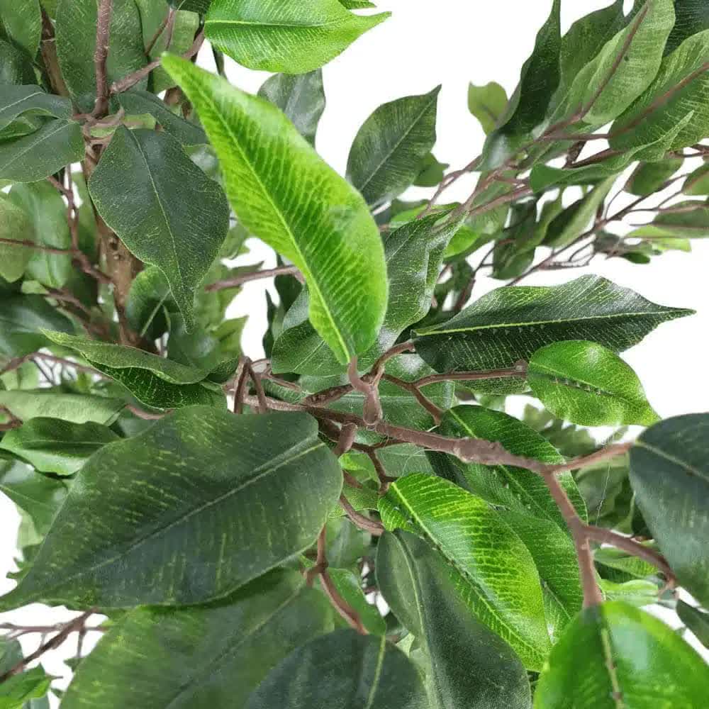 Artificial Potted Ficus Tree 160cm - Image 3