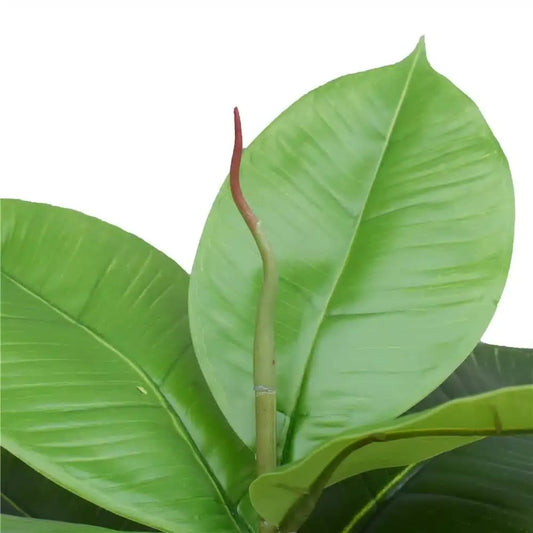 Artificial Potted Rubber Plant 55cm - Image 3