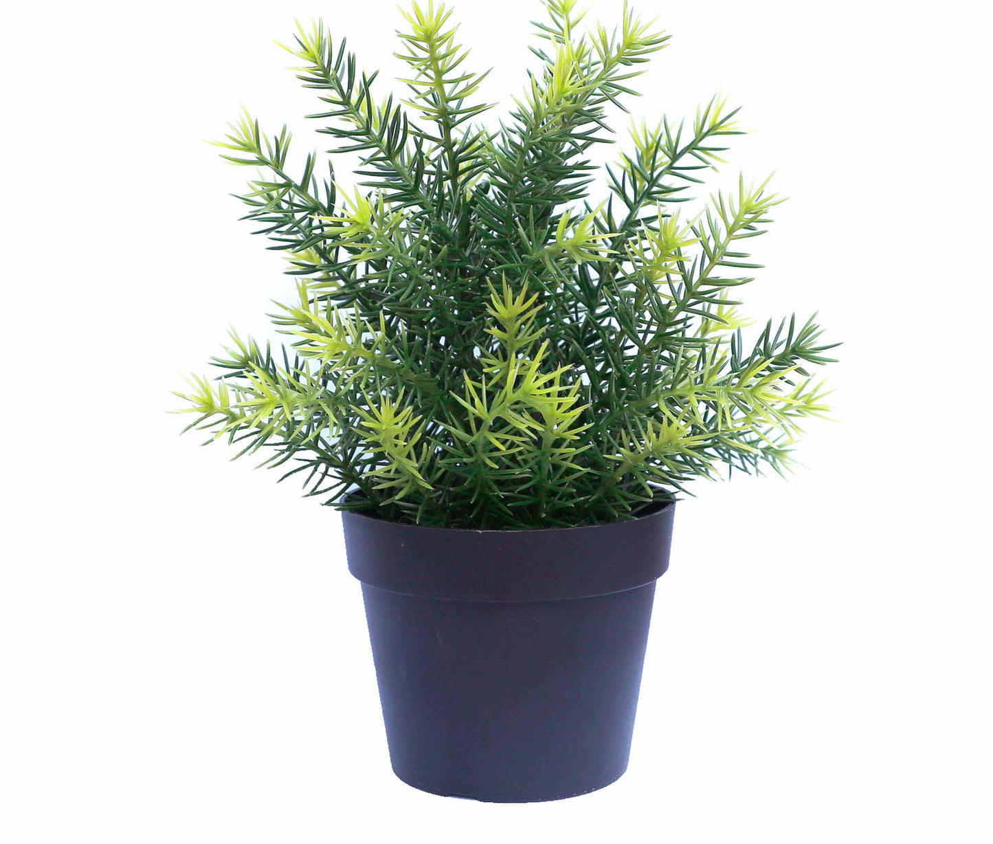 UV Treated 20cm Small Potted Plants Bundle - Image 3