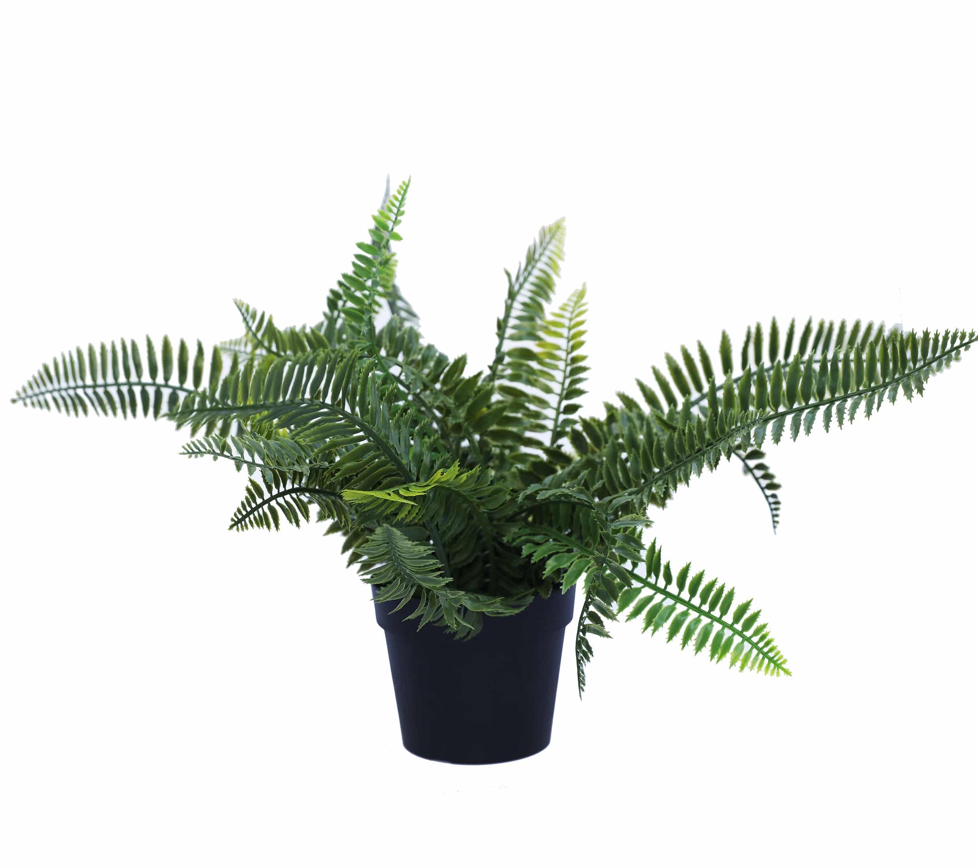 UV Treated 20cm Small Potted Plants Bundle - Image 4