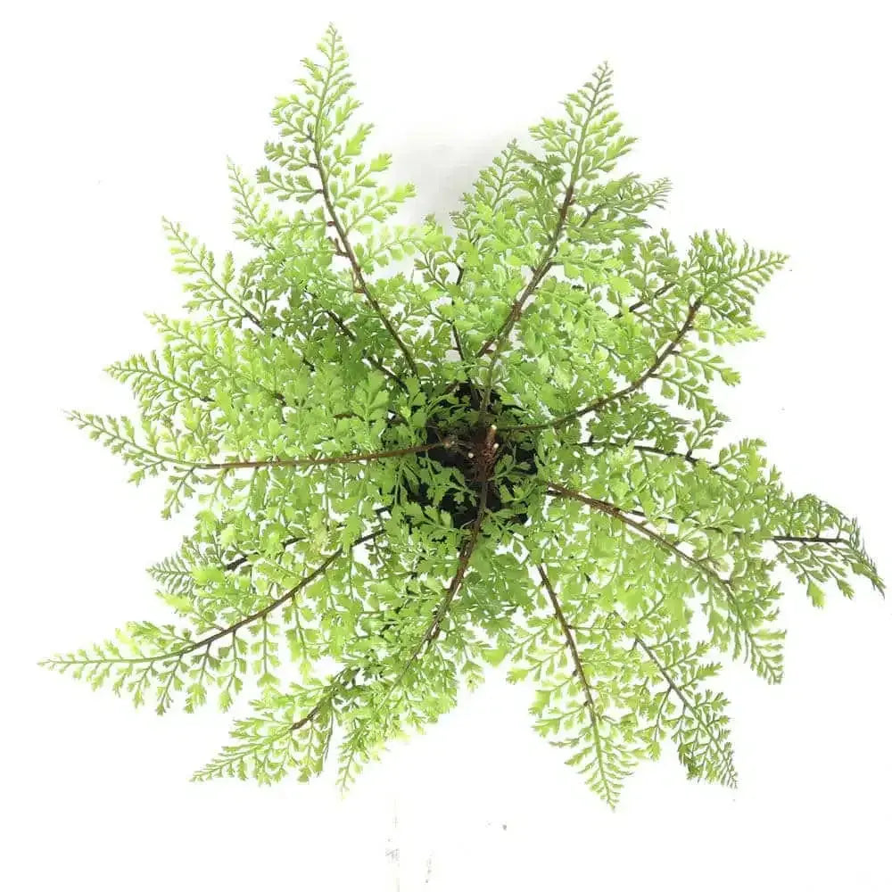 Faux Small Potted Fern 35cm - Image 4
