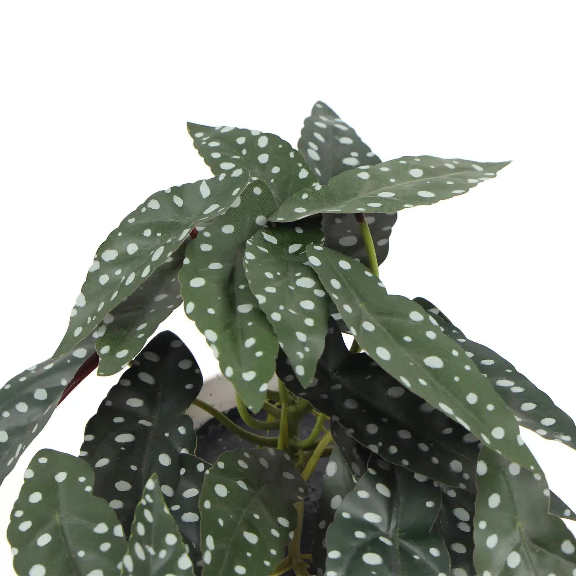 Artificial Begonia Maculata Plant In Decorative Bowl 30cm - Image 3