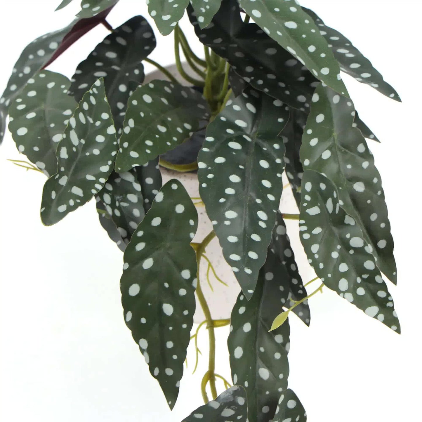 Artificial Begonia Maculata Plant In Decorative Bowl 30cm - Image 4