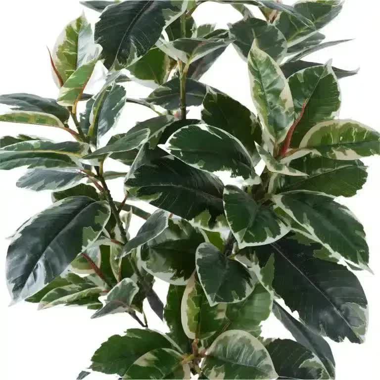 Artificial Bushy Variegated Ficus Tree (Rubber Tree) 120cm - Image 4