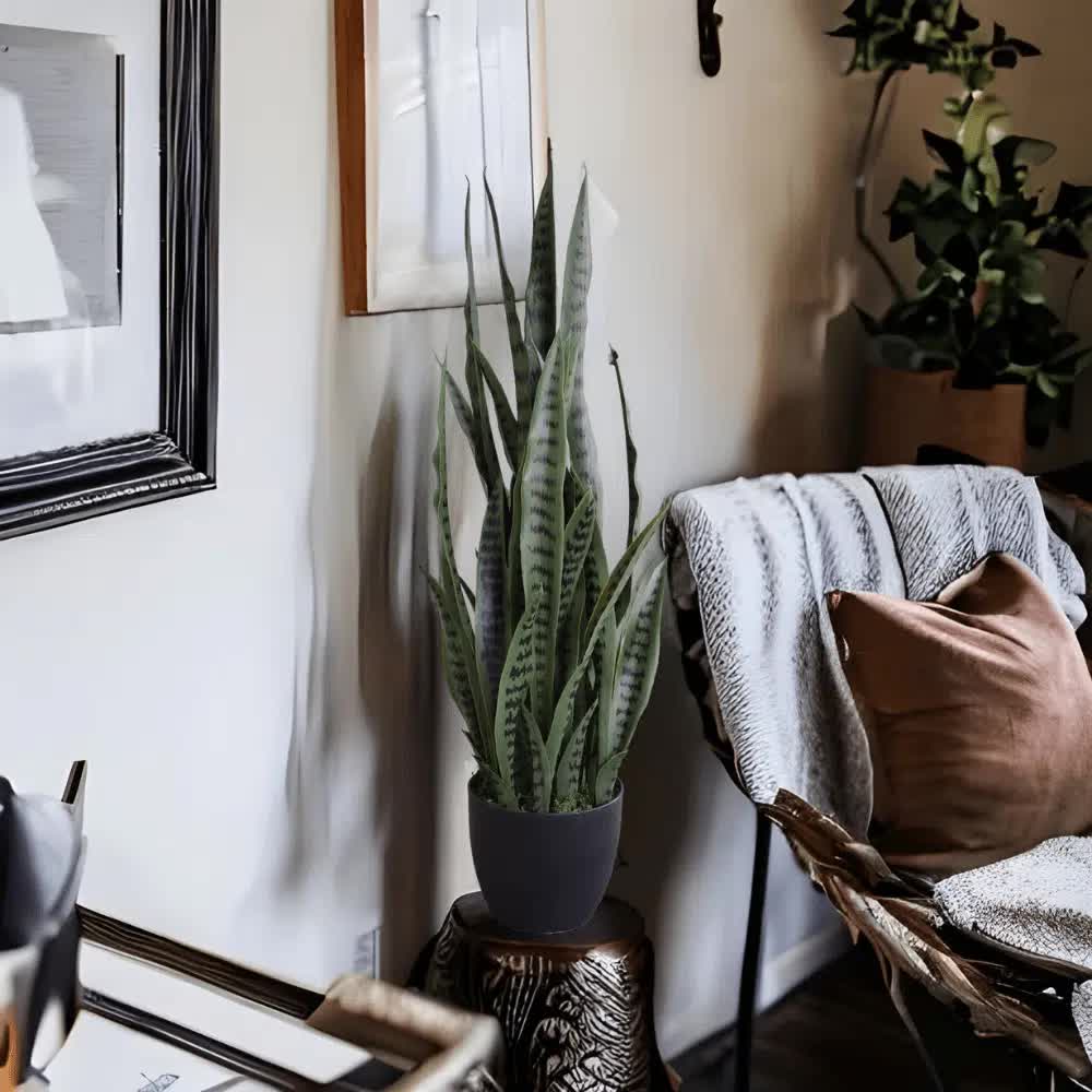 Artificial Snake Plant Sansevieria UV Resistant 90cm - Image 5