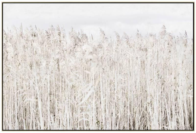 Pampas Grass Framed Canvas Wall Art 120cm - Image 2