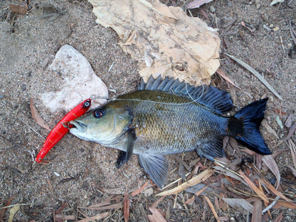 Toppu Mizzu Sidewinder Bent Minnow, 95mm, Gold Flare - Image 3