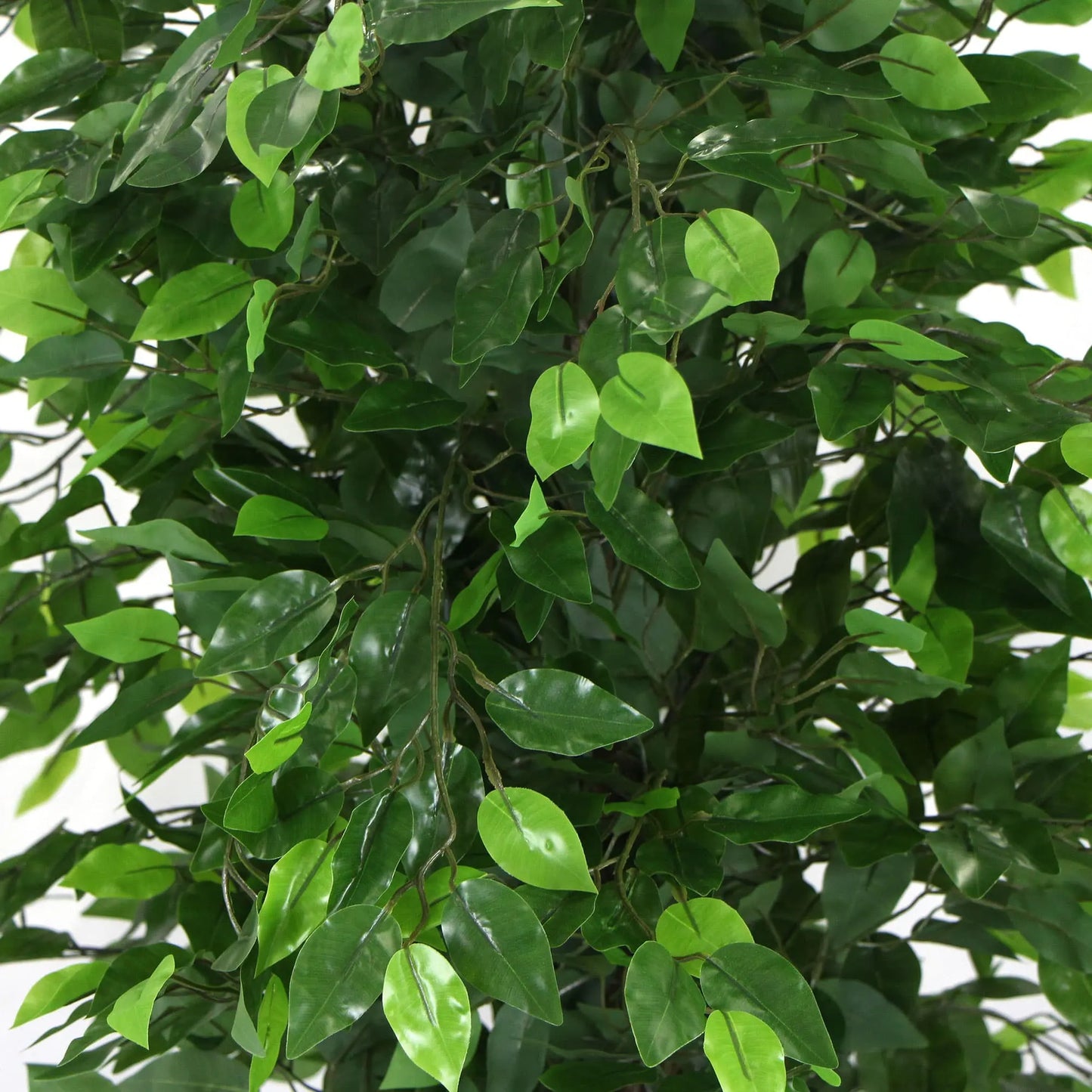 Artificial Ficus Tree 180cm Nearly Natural UV Resistant - Image 4